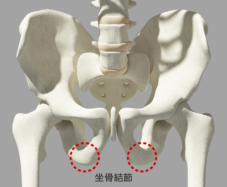 開脚ストレッチで重要な部分