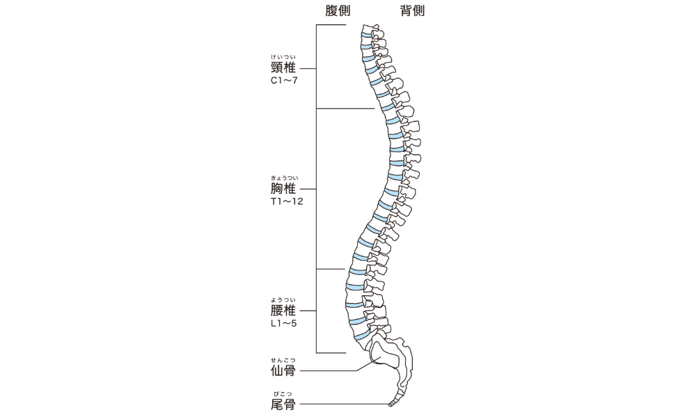 背骨の骨のイラスト